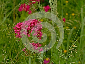 red valerian flowers in a wild naturalist garden - Centranthus ruber