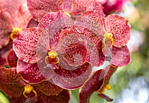 Red vanda orchid flower