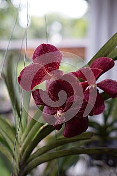 A Red vanda orchid flowers