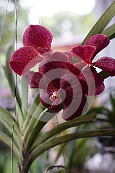 A Red vanda orchid flowers