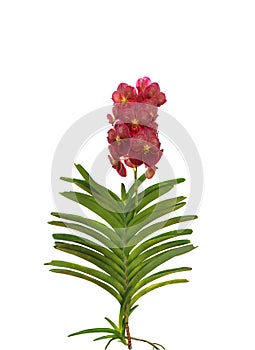 Red vanda orchid flowers with green leaves isolated on white background, clipping path included.