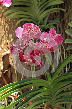 Red vanda orchid, natural garden background