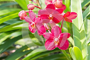 Red vanda orchids in the garden