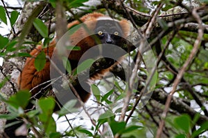 A red Vari Lemur sits on a branch of a tree