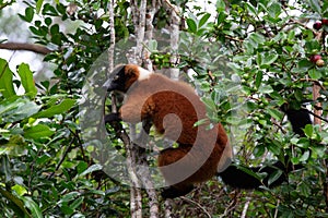 A red Vari Lemur sits on a branch of a tree