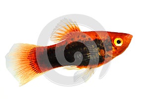 Red variatus Platy platy male Xiphophorus maculatus tropical aquarium fish photo