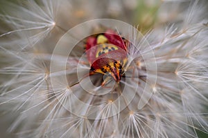 Red vegetable patterned bug on white dandelion