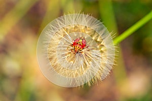Red vegetable patterned bug on white dandelion