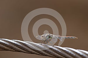 Red-veined darter