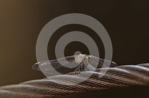 Red-veined darter