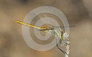 Red-veined Darter, Crete