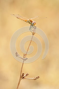 Red veined darter dragonfly