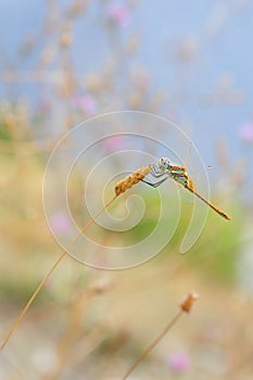 Red veined darter dragonfly