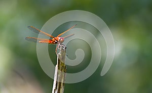 Red veined Darter Dragonfly