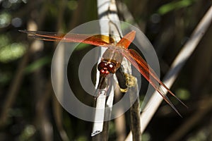 Red-veined darter dragonfly