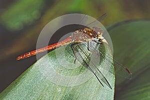 red-veined darter dragonfly, on a leaf, male