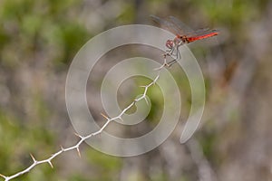 Sympetrum fonscolombii Libellulidae in Corsica. Red-veined darter dragonfly photo