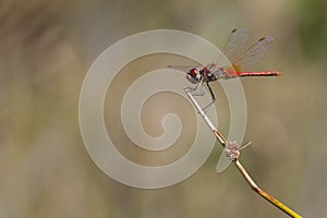 Sympetrum fonscolombii Libellulidae in Corsica. Red-veined darter dragonfly photo