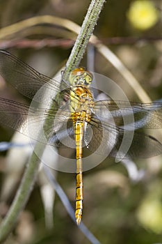 Red-veined Darter (Sympetrum fonscolombii)