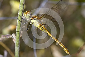 Red-veined Darter (Sympetrum fonscolombii)