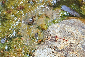 Red-veined Dropwing Dragonfly