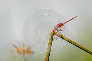 Red-veined dropwing dragonfly Trithemis arteriosa perched on a bare twig, Murchison Falls National Park, Uganda.