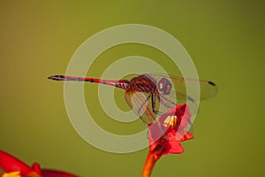 Red-veined Dropwing (Trithemis arteriosa) 14217