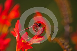 Red-veined Dropwing (Trithemis arteriosa) 14219