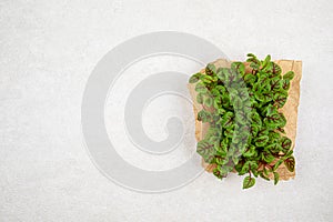 Red veined microgreen sorrel leaves