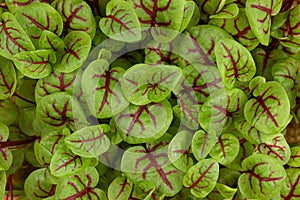 Red veined microgreen sorrel leaves background