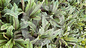 Red Veined Sorrel growing in a organic garden.