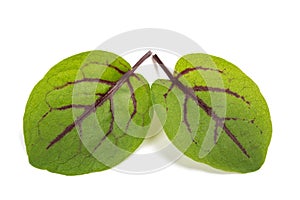 Red-veined sorrel leaves