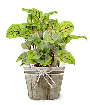 Red veined sorrel plant