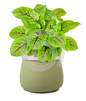 Red veined sorrel in vase