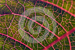 Red veins of a leaf