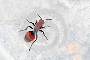 Red Velvet Ant (Cow Killer)