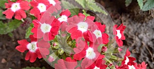 red velvet flowers blooming in the pot tinny flowers red flowers spring season