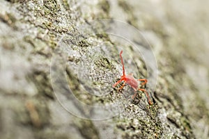 Red Velvet Mite