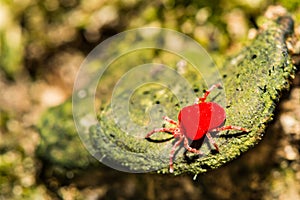 Red Velvet Mite- Dinothrombium sp