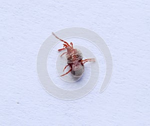 Red velvet mite on white sheet of paper. Macro shooting of velvet plaster mite.