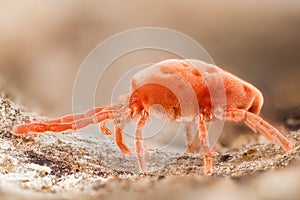 Red Velvet Mites, Rain Bugs, Trombidiidae