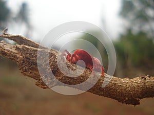 Red Velvet Mites, trombidiidae