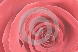Red velvet rose close up. Floral texture