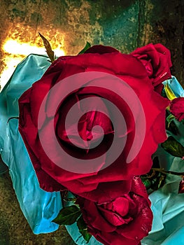 Red velvet rose,in dramatic tone
