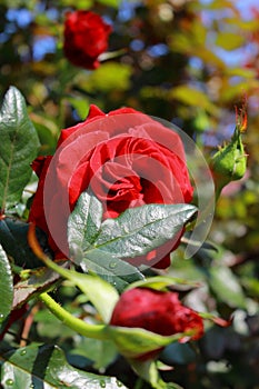 Red velvet roses in the sun after the rain.