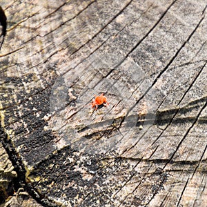 Red velvet tick on the stump. Close up macro Red velvet mite or