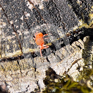 Red velvet tick on the stump. Close up macro Red velvet mite or