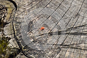 Red velvet tick on the stump. Close up macro Red velvet mite or