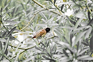 Red vented bird a common city bird in india also known as bulbul photo