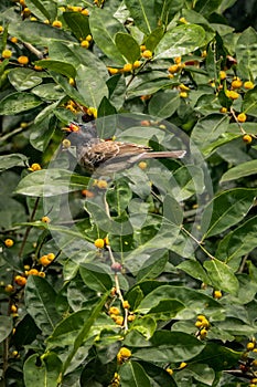 Red vented bul bul bird